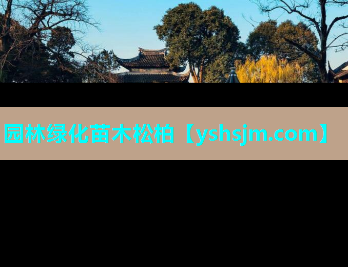 園林綠化苗木松柏